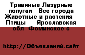 Травяные Лазурные попугаи - Все города Животные и растения » Птицы   . Ярославская обл.,Фоминское с.